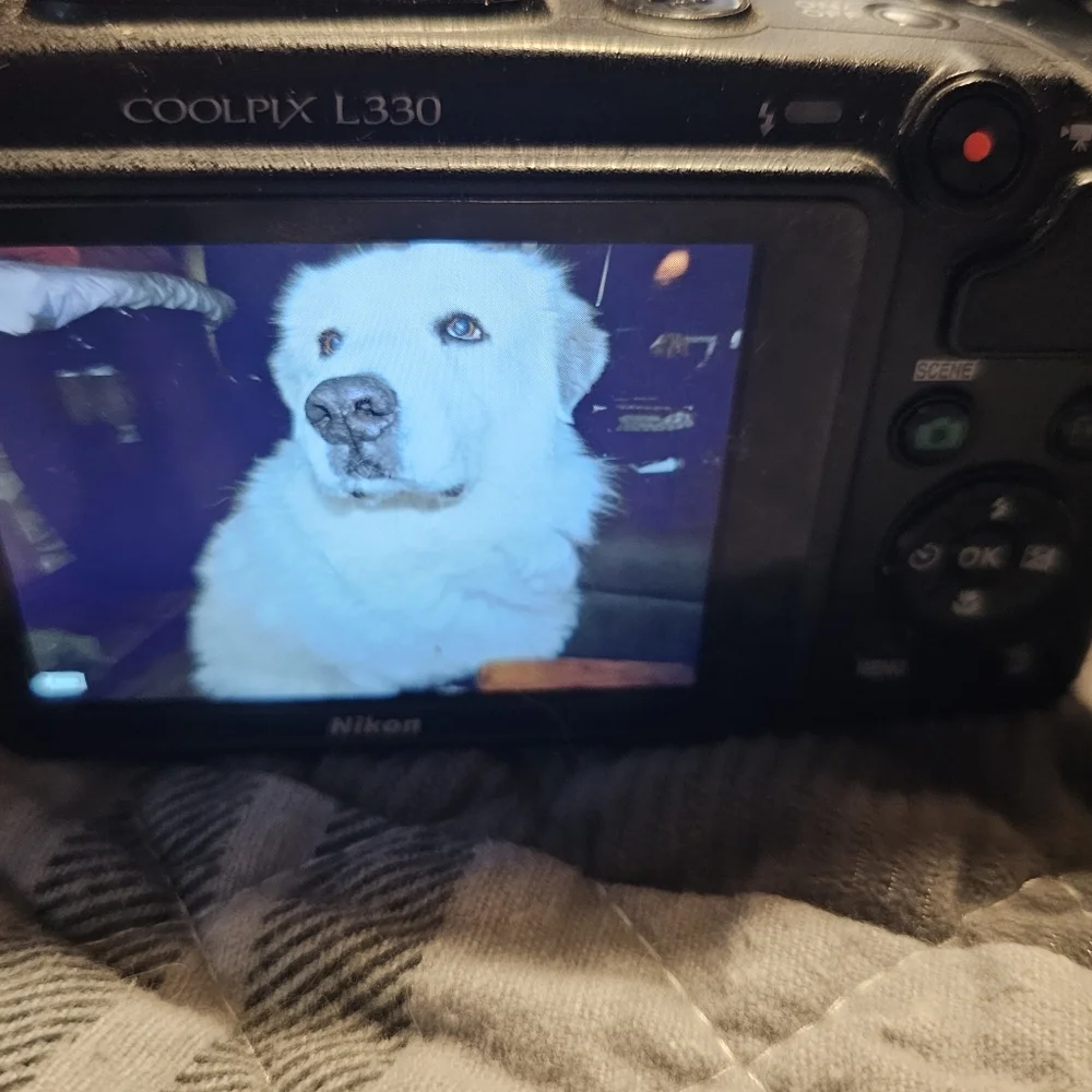 Professional brand Nikon l330 digital camera with video see beautiful pictures